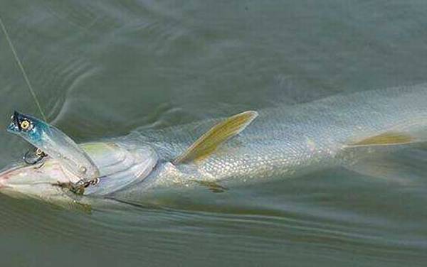 鳡鱼最大能长多少斤?