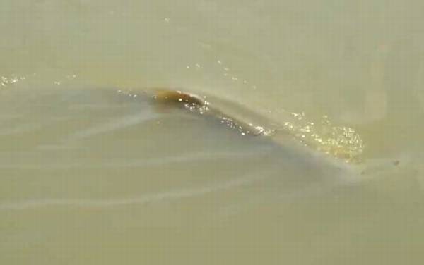 为什么鳡鱼能灭一湖鱼?