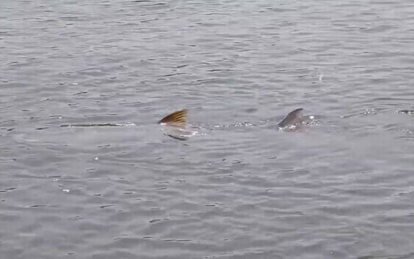 鳡鱼冬天还进食吗?