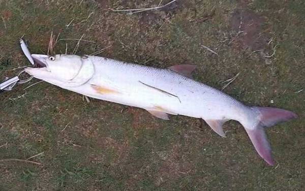 鳡鱼什么时候开口?