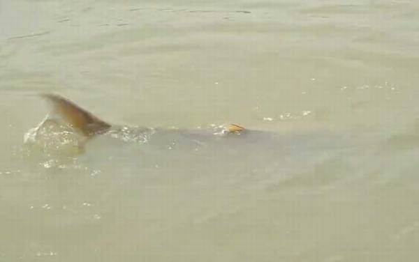 鳡鱼什么时候开口?