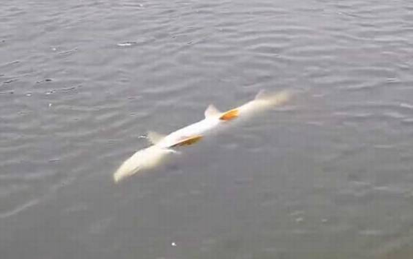 鳡鱼什么时候开口?