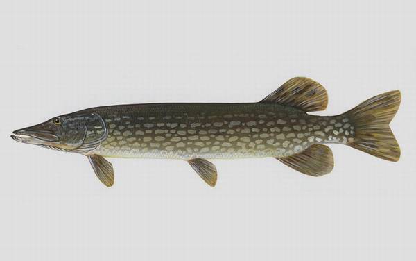 白斑狗鱼是什么鱼?