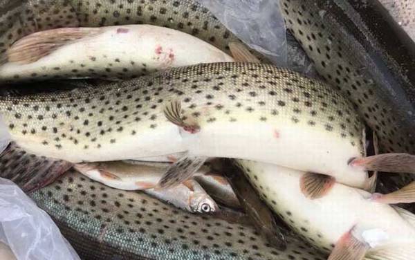黑斑狗鱼是什么鱼?