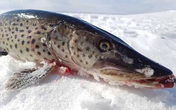 黑斑狗鱼是什么鱼?