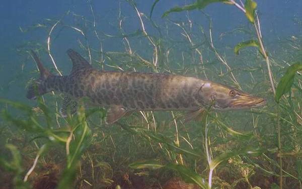 狗鱼种类及图片大全