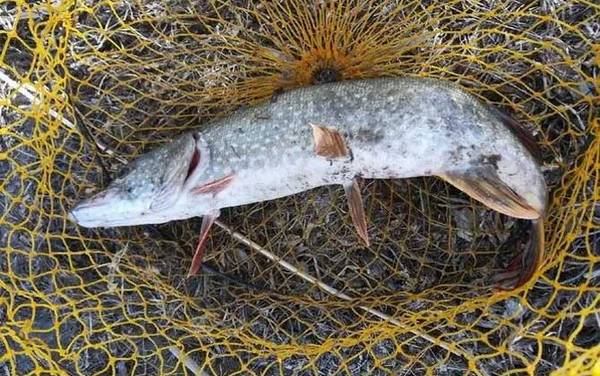 狗鱼产地在哪里?