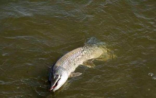 狗鱼产地在哪里?