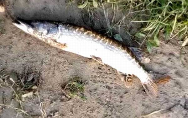 狗鱼为什么叫狗鱼?