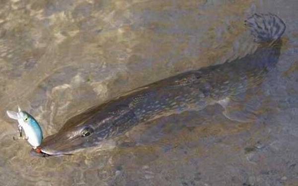 狗鱼为什么叫狗鱼?