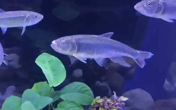 马口鱼吃什么食物?