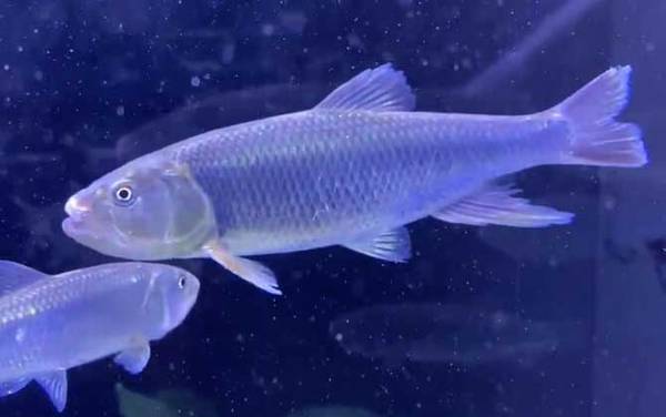 马口鱼吃什么食物?