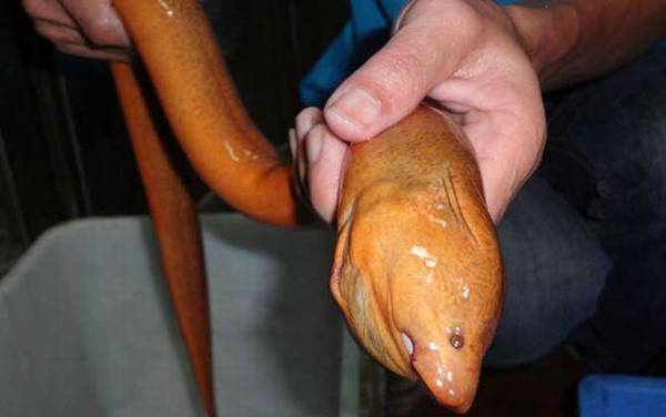 黄鳝的寿命能活多少年?