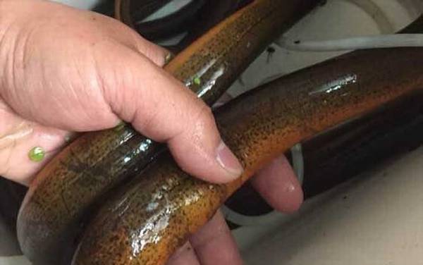 黄鳝的寿命能活多少年?