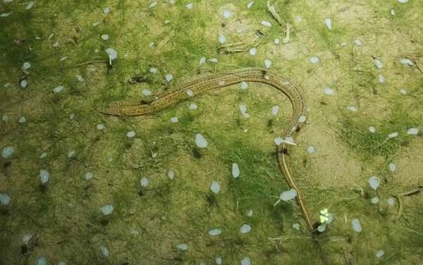 黄鳝进洞是头先进还是尾巴先进?