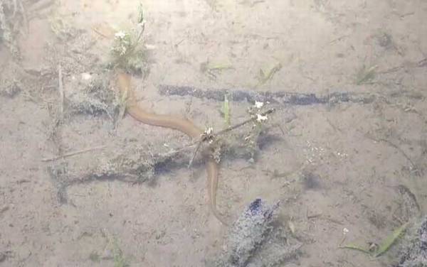 抓回来的野生黄鳝怎么养?