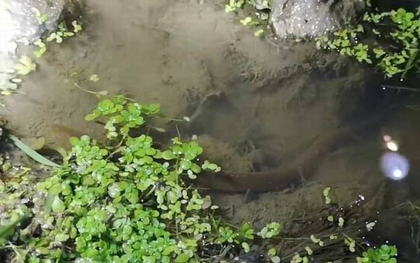 抓回来的野生黄鳝怎么养?