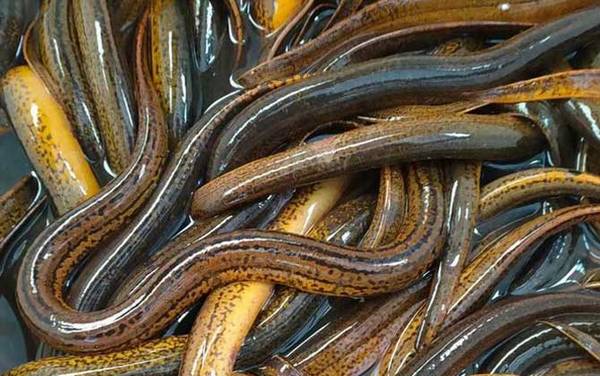 黄鳝煮多久能把寄生虫杀死?