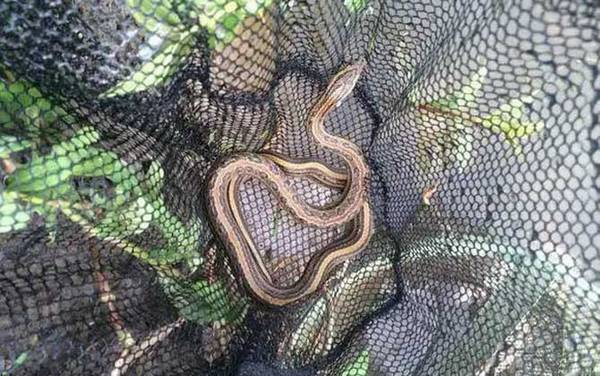 蛇为什么怕黄鳝?