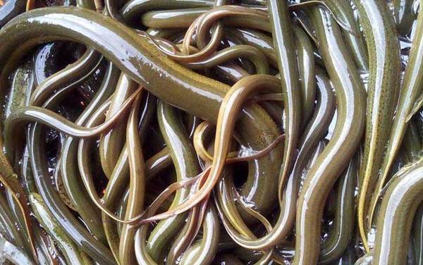 黄鳝怎么处理干净?