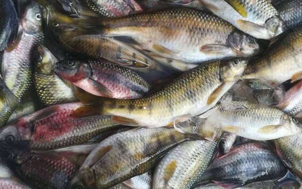 马口鱼价格多少钱一斤?