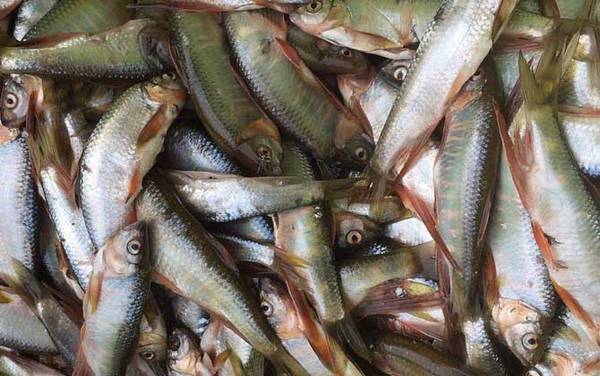 马口鱼价格多少钱一斤?