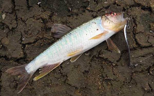 马口鱼别名叫什么鱼?