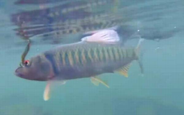 马口鱼别名叫什么鱼?