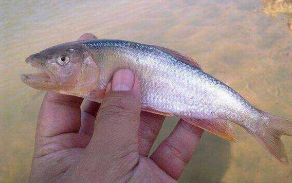 马口鱼别名叫什么鱼?