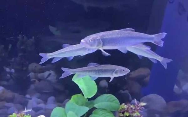 溪哥鱼和马口鱼有什么区别?