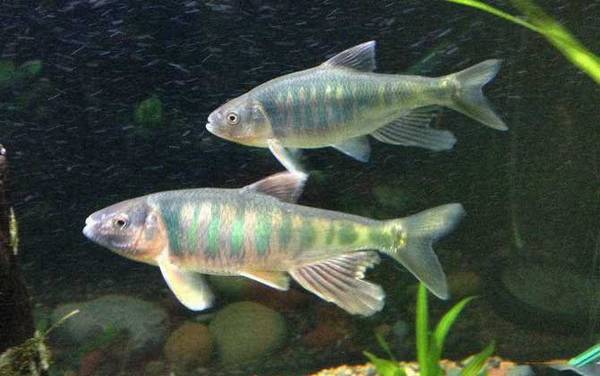 溪哥鱼和马口鱼有什么区别?