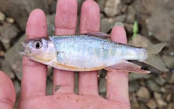 溪哥鱼和马口鱼有什么区别?