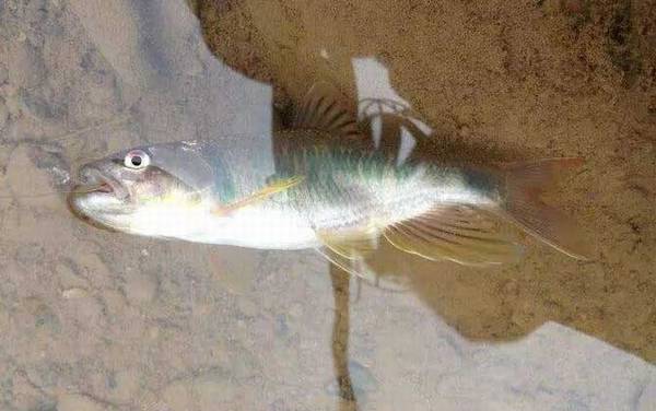 溪哥鱼和马口鱼有什么区别?