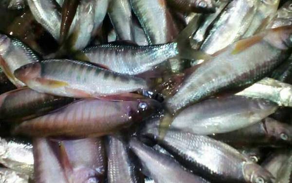 马口鱼是二级保护动物吗?