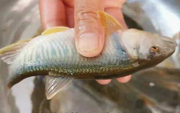 马口鱼是二级保护动物吗?