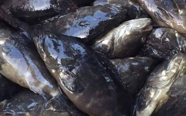 石斑鱼是什么鱼?