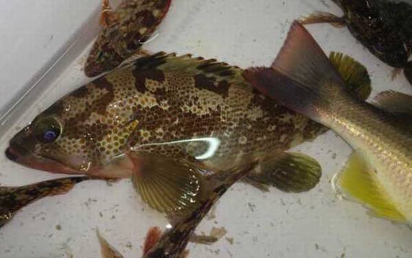 石斑鱼是什么鱼?