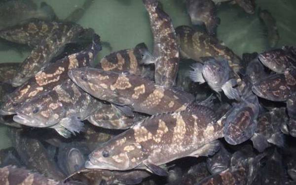 石斑鱼是什么鱼?