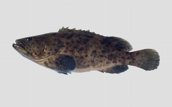 青石斑鱼是什么鱼?