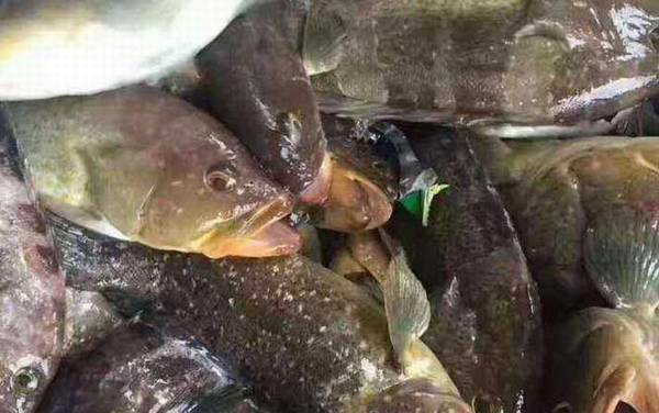 石斑鱼是什么鱼?