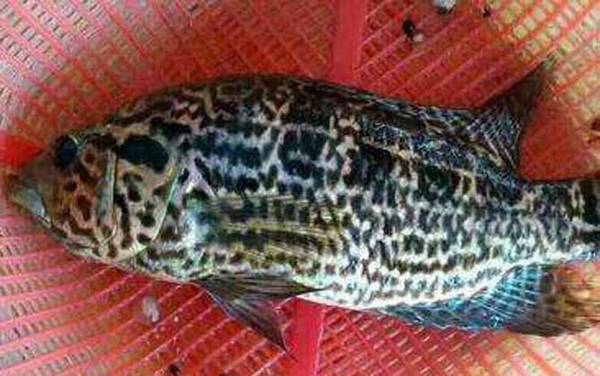 淡水石斑鱼是什么鱼?