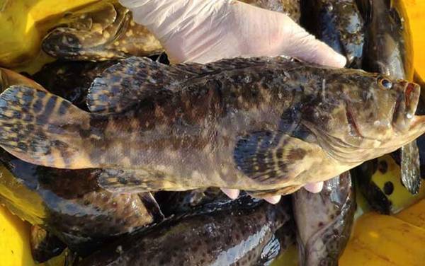 青石斑鱼是什么鱼?