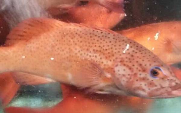 红星石斑鱼是什么鱼?