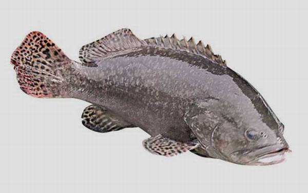 巨型石斑鱼是什么鱼?