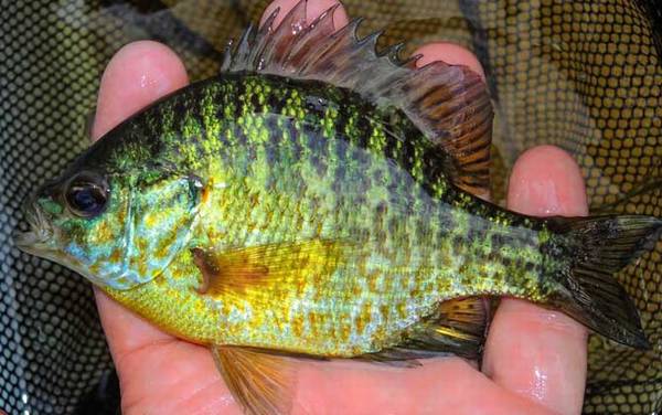 绿太阳鱼是什么鱼?