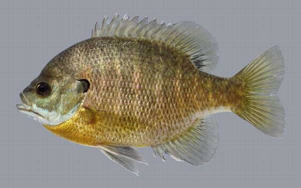 太阳鱼品种及图片大全