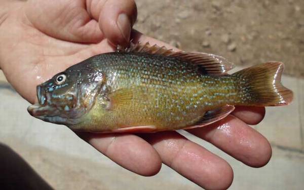 绿太阳鱼是什么鱼?