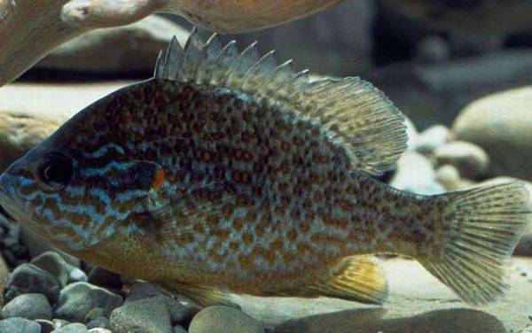 绿太阳鱼是什么鱼?