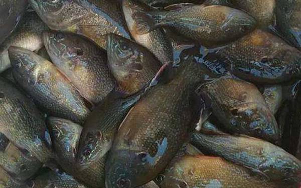 太阳鱼价格多少钱一斤?