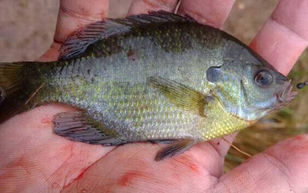 太阳鱼价格多少钱一斤?